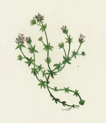 Acker-Röte, Sherardia Arvensis